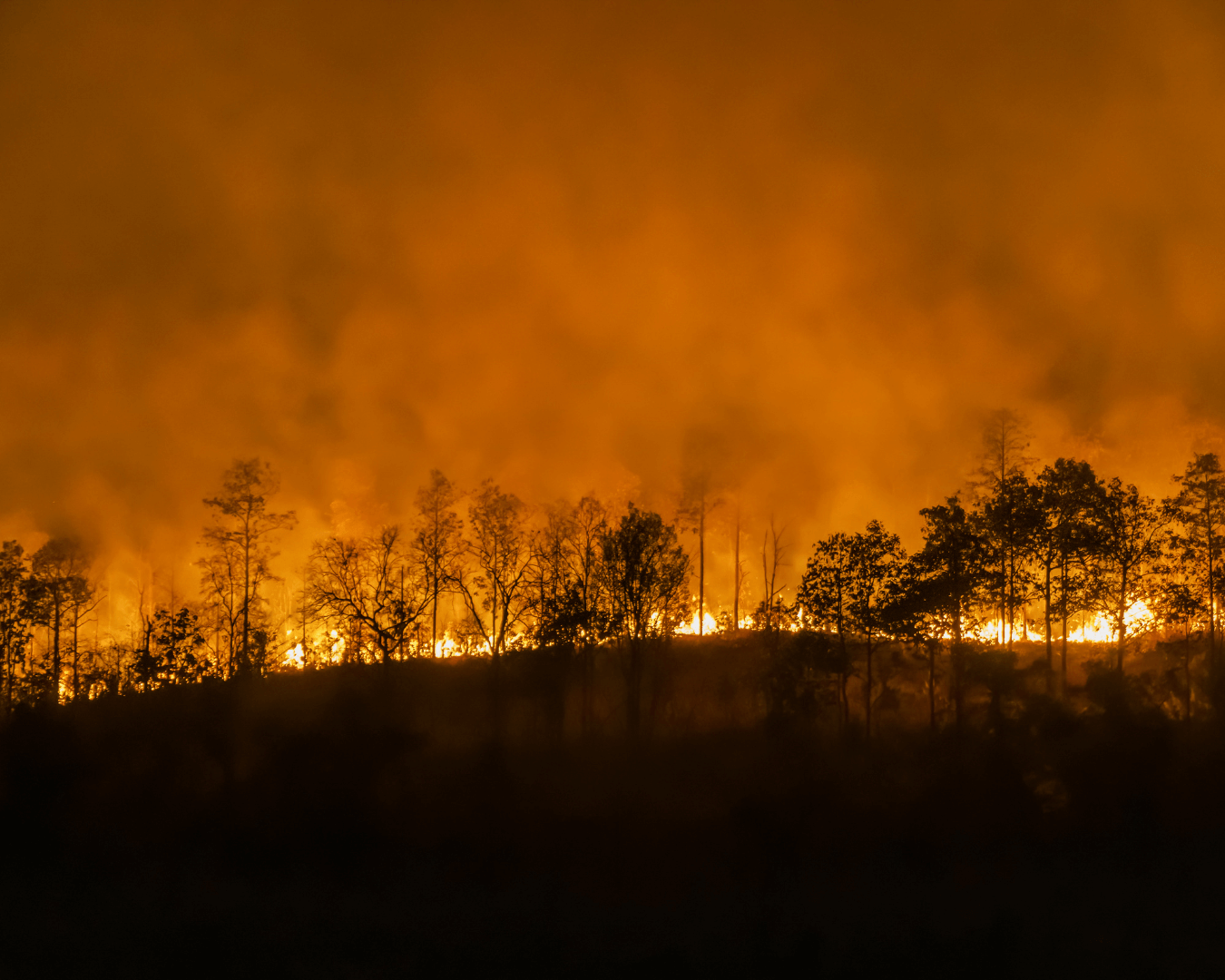 Natural Disaster Glasses Replacement Program